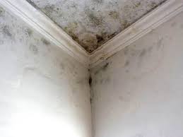 Best Mold Prevention Services  in Centerville, MN